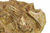 Fossil Dinosaur Teeth, Bones & Tendons in Sandstone - Wyoming #292643-1